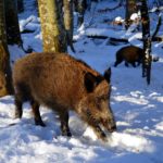 Widlschwein